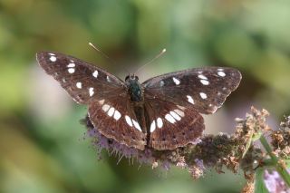 Akdeniz Hanmeli Kelebei (Limenitis reducta)