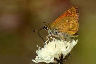 Orman Zpzp (Ochlodes sylvanus)