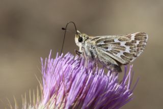 Gm Benekli Zpzp (Hesperia comma)