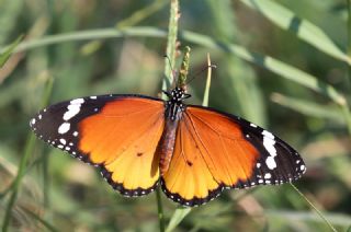 Sultan (Danaus chrysippus)