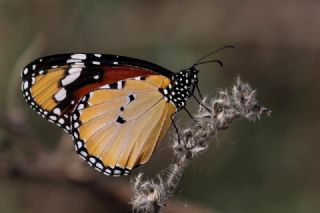 Sultan (Danaus chrysippus)