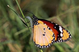 Sultan (Danaus chrysippus)