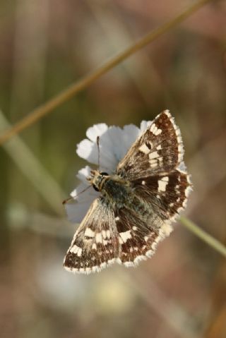 Anadolu Zpzp (Muschampia proteides)
