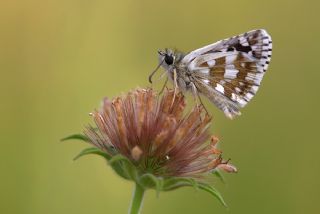 Gzel Zpzp (Pyrgus cinarae)