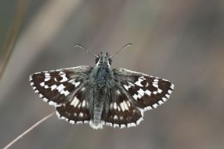 Gzel Zpzp (Pyrgus cinarae)