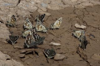 Gzel Zpzp (Pyrgus cinarae)
