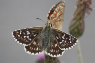 Ege Zpzp (Pyrgus melotis)