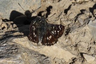 Kzl Zpzp (Spialia orbifer)