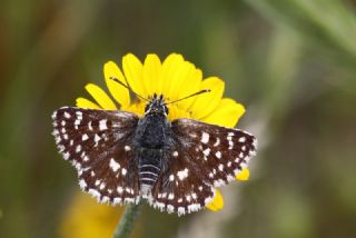 Kzl Zpzp (Spialia orbifer)