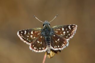 Kzl Zpzp (Spialia orbifer)