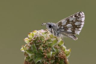 Kzl Zpzp (Spialia orbifer)