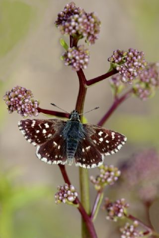 Kzl Zpzp (Spialia orbifer)