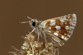 Kzl Zpzp (Spialia orbifer)