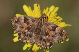 Hatmi Zpzp (Carcharodus alceae)