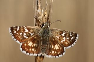 Ebegmeci Zpzp (Pyrgus malvae)