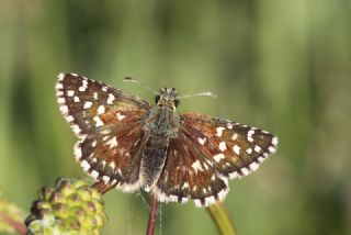 Ebegmeci Zpzp (Pyrgus malvae)
