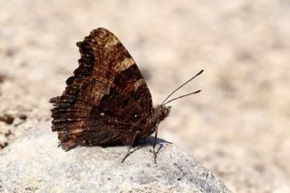 Karaaa Nimfalisi (Inachis polychloros)
