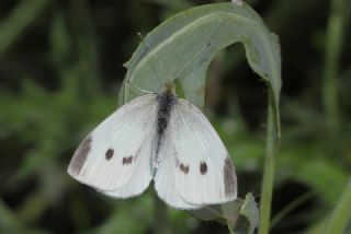 Kk Beyazmelek (Pieris rapae)
