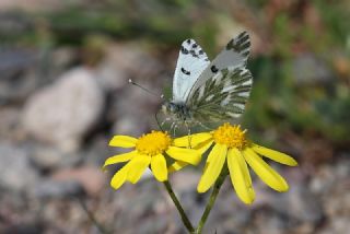 Kk Beneklimelek (Pontia chloridice)