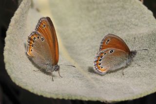 Rus Zpzp Perisi (Coenonympha leander)