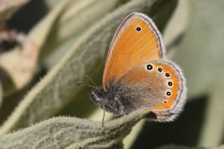 Rus Zpzp Perisi (Coenonympha leander)