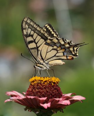 Krlangkuyruk (Papilio machaon)