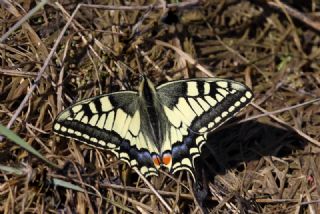 Krlangkuyruk (Papilio machaon)