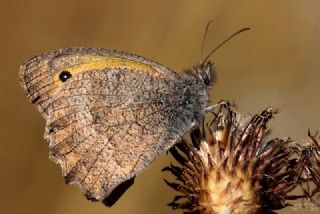 Esmerperi (Hyponephele lupina)