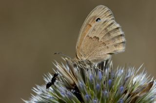 K���k Z�pz�p Perisi&nbsp;(Coenonympha&nbsp;pamphilus)
