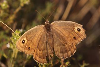 Beyaz Damarl Pirireis (Satyrus amasinus)