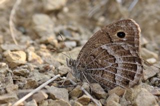 Beyaz Damarl Pirireis (Satyrus amasinus)