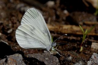 Narin Orman Beyaz (Leptidea sinapis)