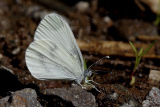 Narin Orman Beyaz (Leptidea sinapis)