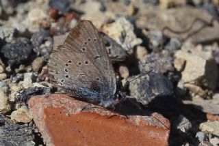 okgzl Gzel Mavi (Polyommatus bellis)