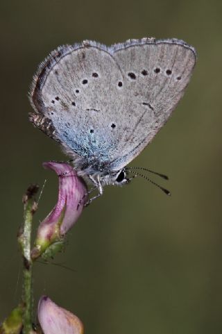 Mavi Osiris (Cupido osiris)