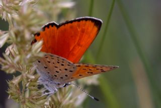 Alev Ategzeli (Lycaena kefersteinii)