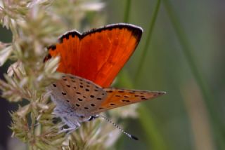 Alev Ategzeli (Lycaena kefersteinii)