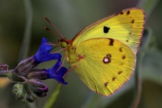 Gzel Azamet (Colias alfacariensis)