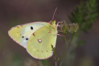Gzel Azamet (Colias alfacariensis)