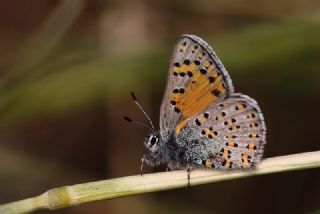 Akbes Gelincii (Tomares nesimachus)