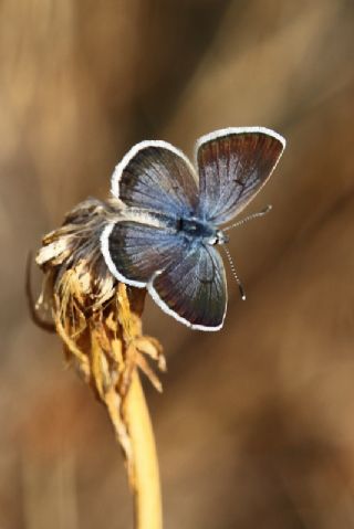 Anadolu Turan Mavisi (Turanana panagaea)