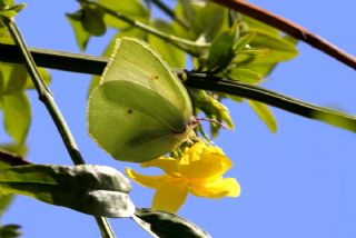 Kleopatra (Gonepteryx cleopatra)