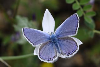 Anadolu Esmergz (Plebejus modicus)