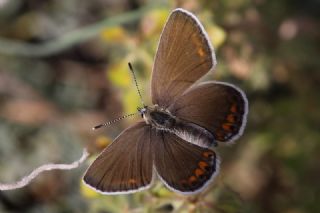 Anadolu Esmergz (Plebejus modicus)