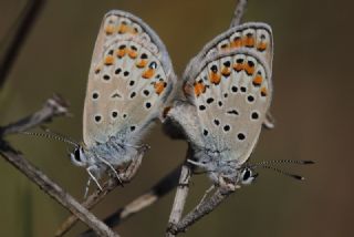 Doulu Esmergz (Plebejus carmon)