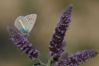 Lacivert Anadolu okgzls (Polyommatus actis )
