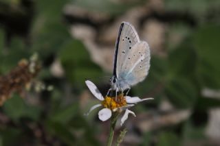 Lacivert Anadolu okgzls (Polyommatus actis )