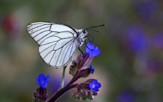 Al Beyaz (Aporia crataegi)