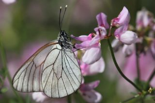 Al Beyaz (Aporia crataegi)