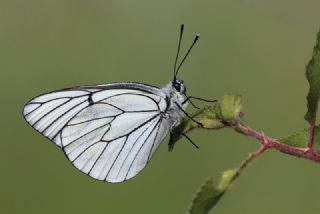 Al Beyaz (Aporia crataegi)